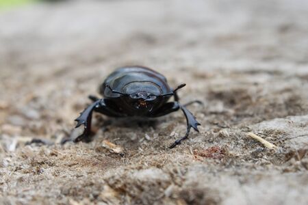 Black beetle on gray background front view close-upの写真素材
