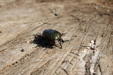 Green beetle on brown background front view close-upの写真素材