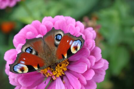 Butterfly peacock eye on zinnia flower close-up. Can be used as background or wallpaper. For your design ideas.の写真素材