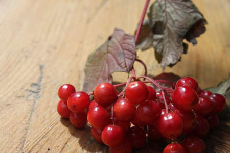 A branch of a red viburnum lying on a tree, close-up shot on a clear sunny day. Can be used as a background or wallpaper and in your other design ideas.の写真素材