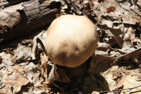 Young porcini mushroom in the dry leaves of trees in the autumn forest close-up. Can be used as background or wallpaper as well as for your design ideas.の写真素材