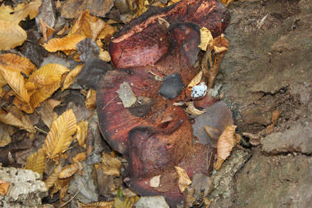 Drying mushrooms against the background of dry leaves of a tree in the autumn forest close-up. Can...