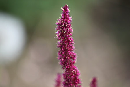 Amaranth flowers on a sunny day close-up. Can be used as a background, wallpaper or for your other...