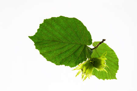Green hazelnut, izolirovann?y on a white backgroundの写真素材