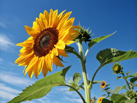Sunflower on blue sky background. Sunflower blooming in summer.の素材