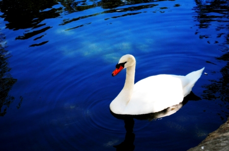 White Swan on the dark blue waterの写真素材