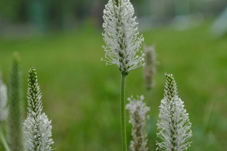 Flowers plantainの写真素材