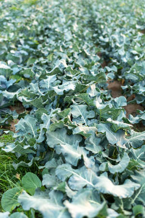 Portrait view of fresh and healthy cauliflowers grown on a plantation, filling the photo with their natural green colorsの写真素材