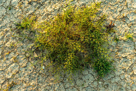 An outdoor landscape closeup of a wild green shrub plant growing at desolate arid desert sand shot...