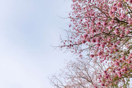 Pink trumpet tree flowers with blue sky behind, backgroundの写真素材