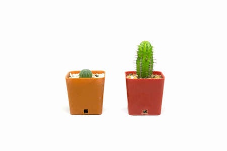 Cactus isolated on white background, Astrophytum asterias and Euphorbia fimbriataの写真素材