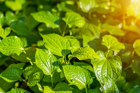 Wildbetal Leaf bush Herbs have medicinal properties, sunlight and close up