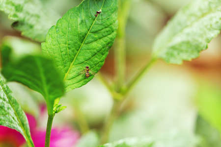 close up of fly on green leaf. Blur background