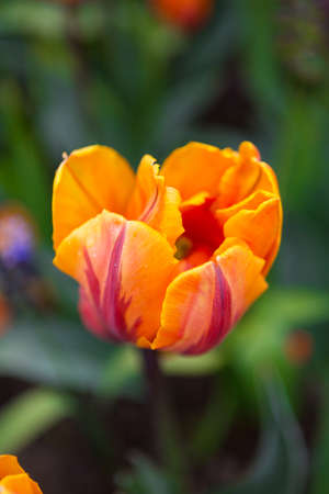Top view of Princess Irene tulip with an unusual variation of colour. Scagit Valley Tulip Festival in Washington.の写真素材