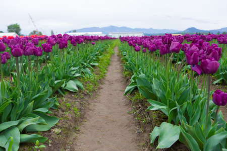 Beautiful purple tulips on a misty morning. Scagit Valley Tulip Festival in Washington.