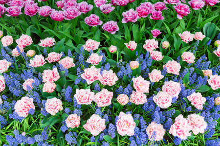 Bright colorful and beautiful Queensland Fringed tulips with muscari at Scagit Valley Tulip Festival in Washington.の写真素材
