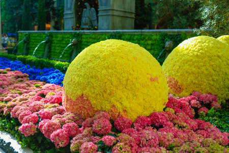 Topiary lemons among colorful blooming plants. Caesars palace exterior, Las Vegasの写真素材