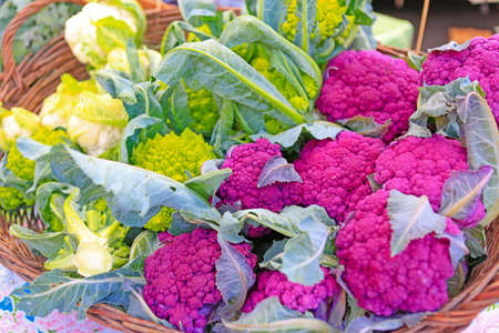 Fresh organic Purple cauliflower and Roman cauliflower on display at the local farmers marketの写真素材