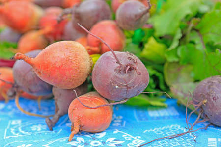 Close up of fresh organic colorful beet on sale at the local farmers market