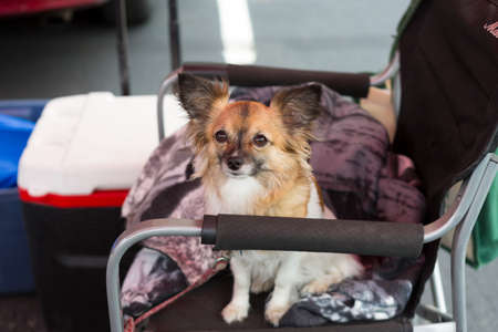 Cute little dog sitting on chair and looking at something with interest at the farmers' market.の写真素材