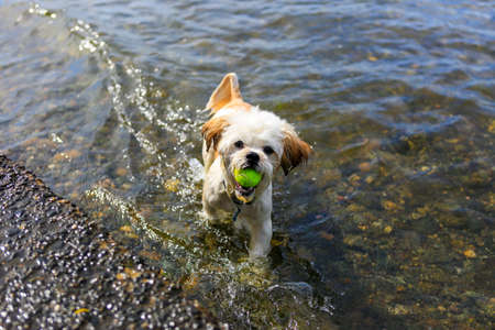 Cute Little Shih Tzu Dog with ball on the beach, fetching a ball from the sea.の写真素材