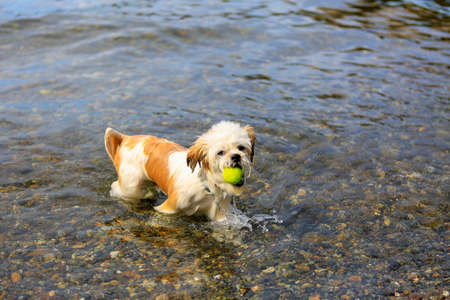 Wet Little Shih Tzu Dog fetching a tennis ball from the water, having fun on the beach.の写真素材