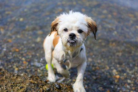 Portrait of a wet happy Shih Tzu Dog playing with a tennis ball on the beach.の写真素材