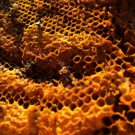 Golden beehiveの素材