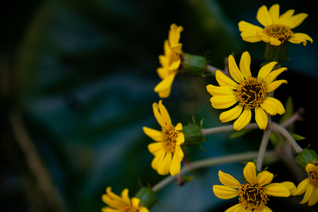 Yellow daisies flowers in natureの写真素材