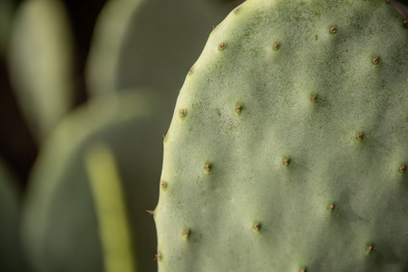 Detail of a green cactusの写真素材