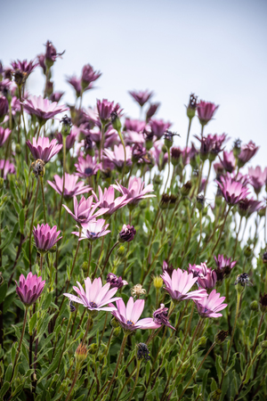 Set of pink daisies in sunlightの写真素材