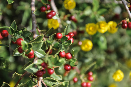 Detail of wild holly plantの写真素材