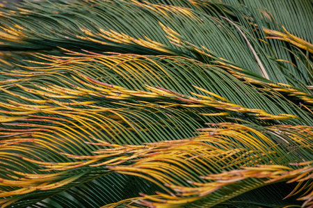 Green palm tree leafの写真素材