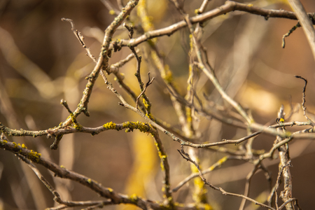Branches of a tree intertwinedの写真素材