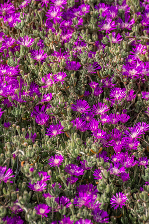Group of purple flowersの写真素材