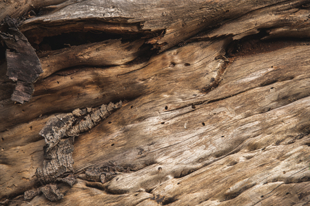 Background of a wood barkの写真素材