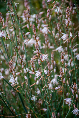 White onion flowers on natureの写真素材