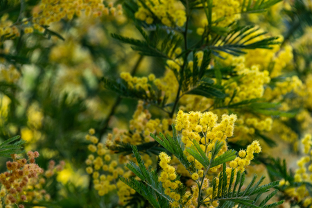 Mimosa tree with yellow flowersの写真素材
