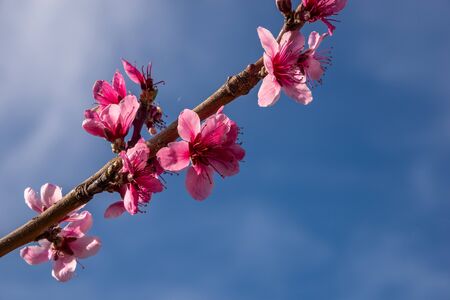 Flowers of peach blossom in the fieldの写真素材