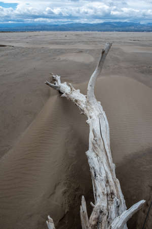 old worn and eroded trunk in the middle of the desert. Brown, blue and gray colorsの写真素材
