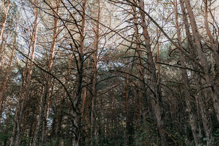 Detail of branches, plants, trees and vegetation in the middle of a forest with green and brown colorsの写真素材