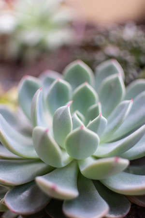 Detail of the leaves of a succulent cactus plant with green colorsの写真素材