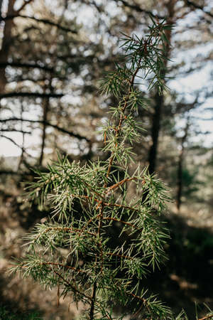 Detail of branches, plants, trees and vegetation in the middle of a forest with green and brown colorsの写真素材