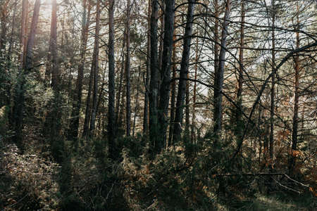 Forest in the middle of the mountain with trees, pines and different plants with green and brown colorsの写真素材
