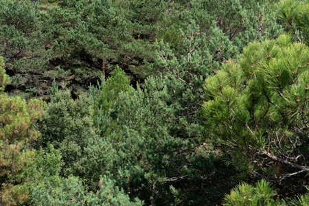 Background with different species of pines in the middle of the mountains of Cataloniaの写真素材