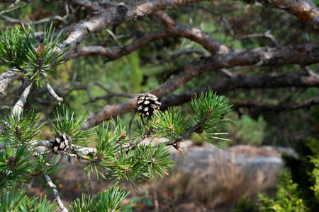 Detail of a typical Mediterranean green pine tree, with pine cones, branches and leaves