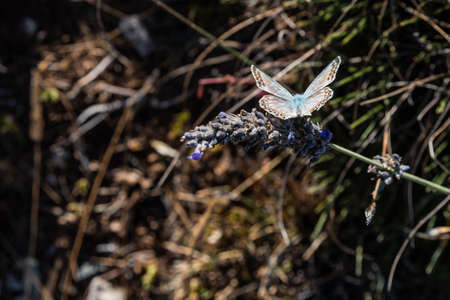 Detail of a butterfly pollinating a lavender plant with lilac flowers on a hot summer day in Catalonia, Spainの写真素材
