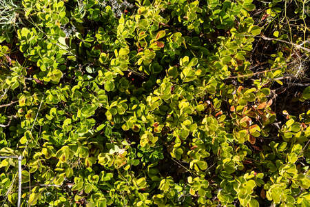 Background of the detail of several wild green plants in the middle of the forest on a sunny and hot summer dayの写真素材
