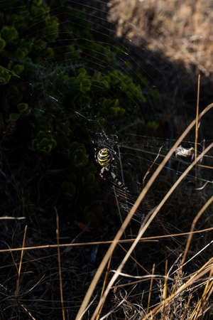 Detail of a fertilized yellow and black spider of the Argiope bruennichi species or wasp spider in its silk web on a hot summer day in Catalonia, Spainの写真素材
