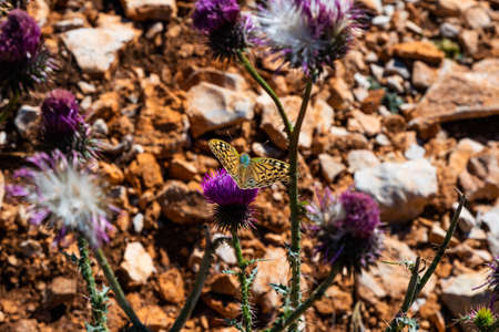 Detail of a butterfly pollinating a thistle plant with lilac flowers on a hot summer day in Catalonia, Spainの写真素材